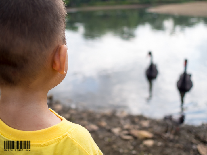 Black swan. Finally get to see one after listening to so many swan stories at home