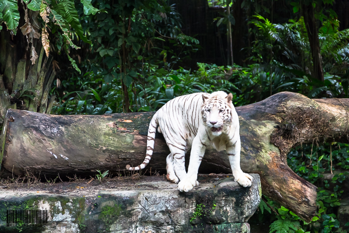 TIger is patrolling his territory.