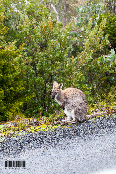 A wallaby by the road when we are on our way back!