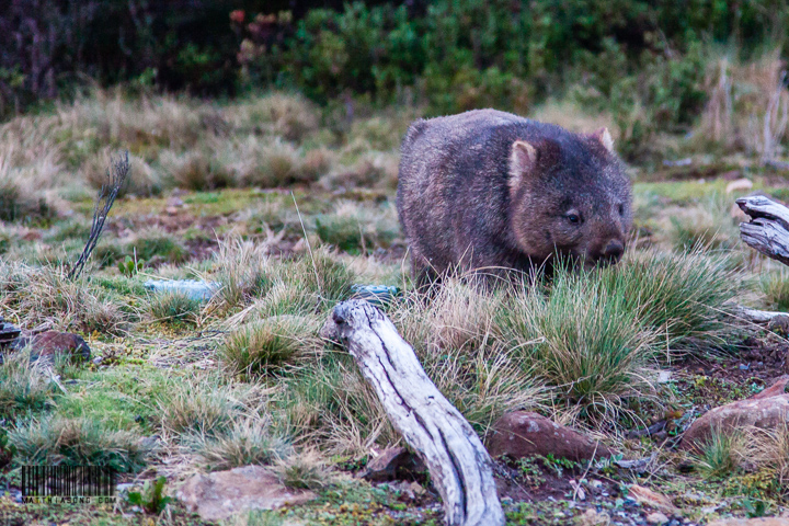 We saw so many wombats on our way back! They are so cute!