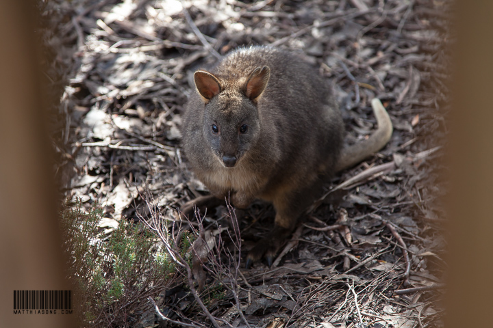 A wallaby greeted us in the morning just outside our hut!