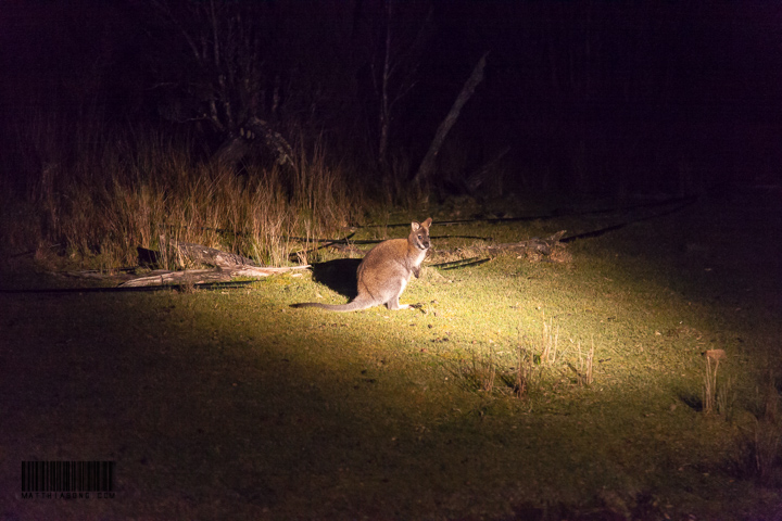 Wallabies are all over the place