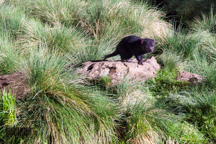 Tasmania is so scary!