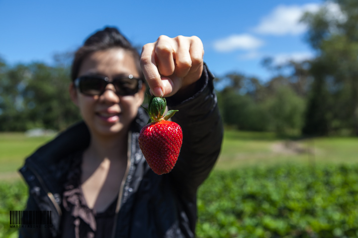 Big big strawberries