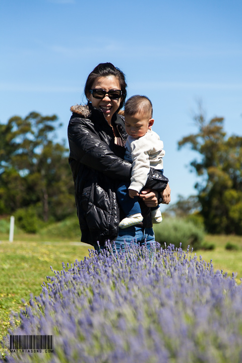 Lavender farm!