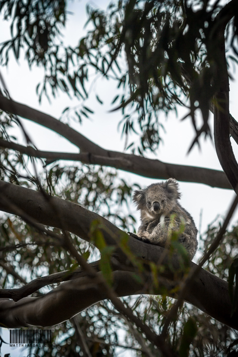 I see wild Koala!