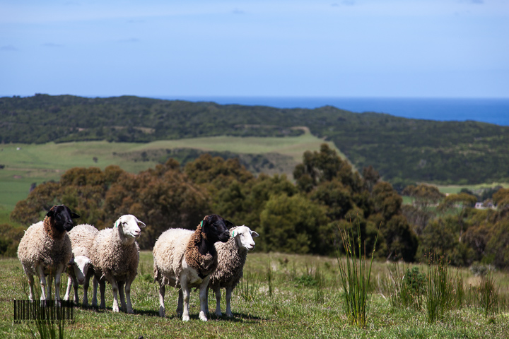 Sheeps from the B&B!