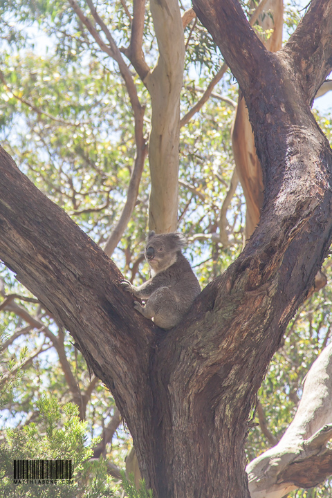 I see wild Koalas again!