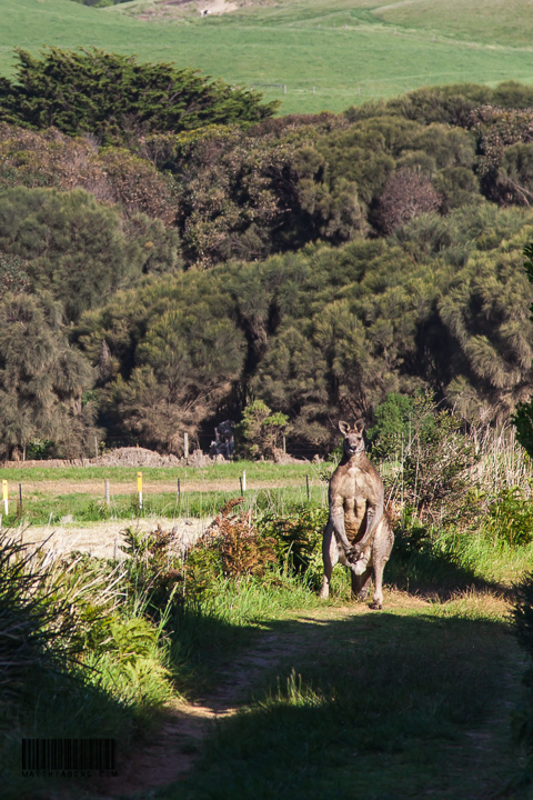 The most muscular kangaroo we have ever seen