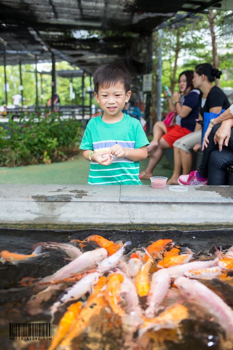 Happy feeding the fishes