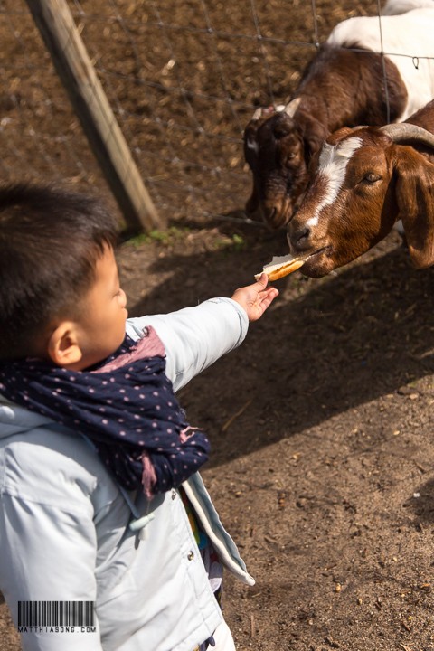 Feeding goats!