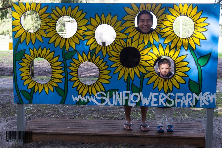 We are sunflowers!