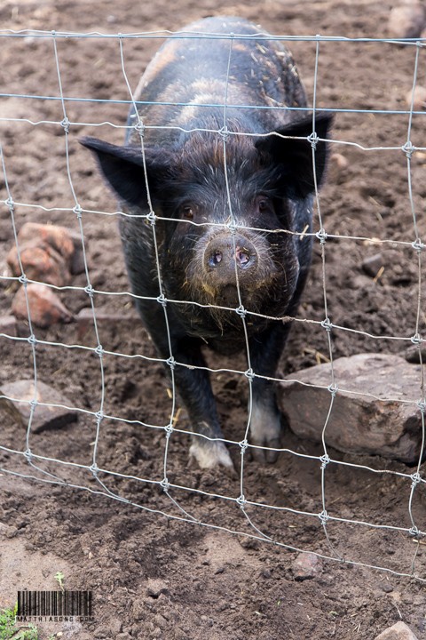 Black pig