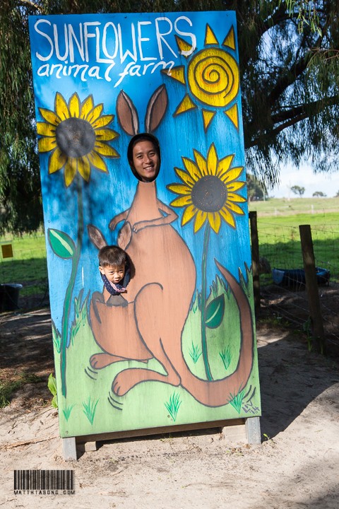 I'm daddy's little kangeroo