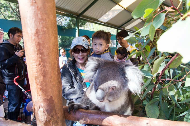 Nai Nai, Koala and Me!