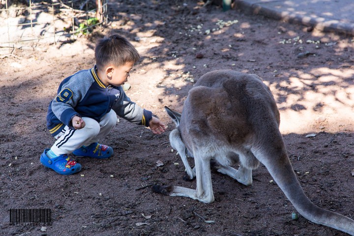 Feeding the kangeroo