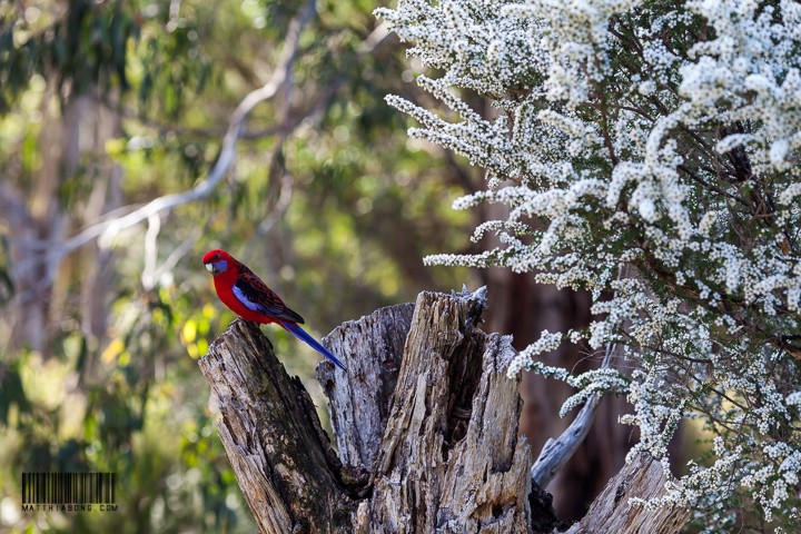 Little red parrot saying good morning to me!