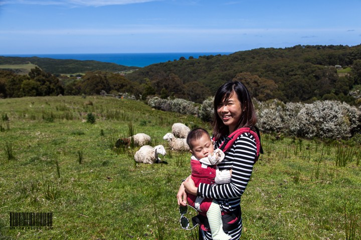 We go visit the sheeps!