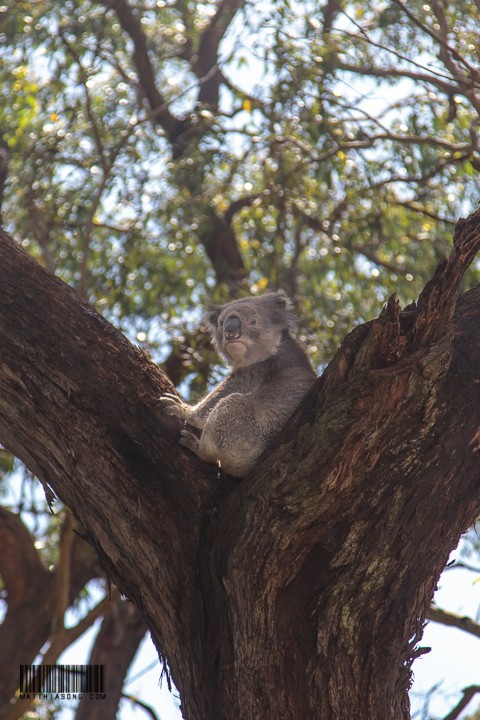 Mr Koala!