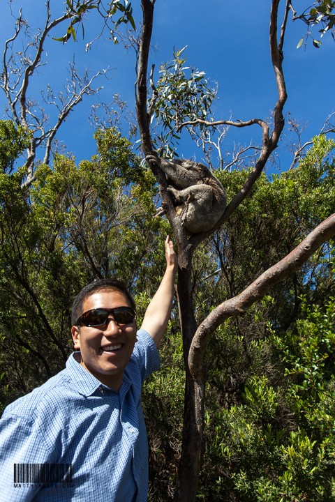 Koala is so low that Papa can touch it!